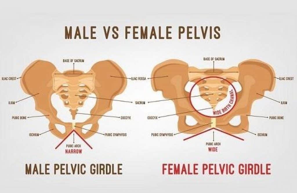 Where Should the Sit Bones Be On a Bike Saddle? - ApexBikes