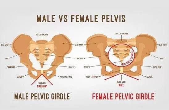 Pelvic Girdle Anatomy